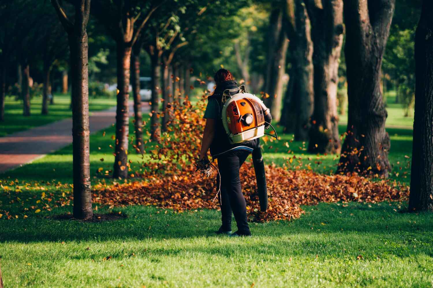 The Steps Involved in Our Tree Care Process in Mendota Heights, MN